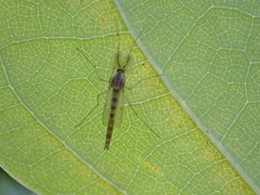 Chironomidae