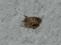 Lineodes elcodes
