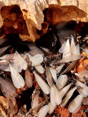 Reticulitermes hesperus