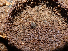 Quindina albomarginis