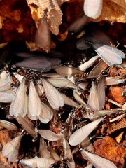 Reticulitermes hesperus