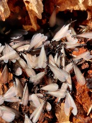 Reticulitermes hesperus