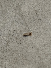 Tachystola hemisema