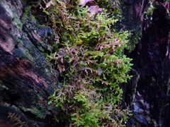 Porella platyphylla
