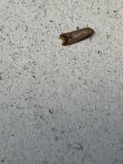 Tachystola hemisema