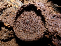 Quindina albomarginis