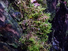 Porella platyphylla