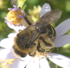 Callandrena