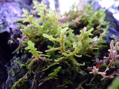 Porella platyphylla