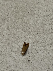 Tachystola hemisema
