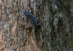 Eutropis multifasciata