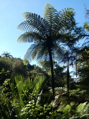 Cyathea medullaris