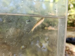 Luxilus chrysocephalus