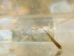 Luxilus chrysocephalus