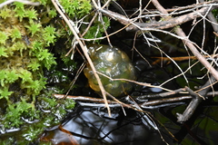 Oophila amblystomatis