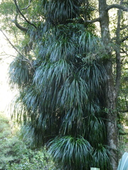 Freycinetia banksii