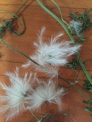 Clematis microphylla