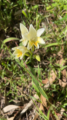 Freesia leichtlinii