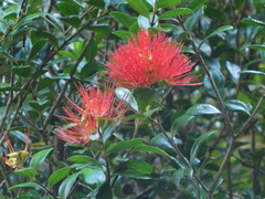 Metrosideros fulgens