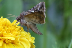 Anagrapha falcifera