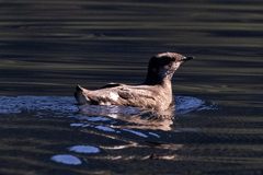 Brachyramphus marmoratus