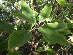 Pittosporum eugenioides