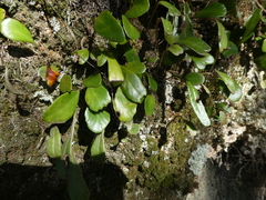 Pyrrosia eleagnifolia