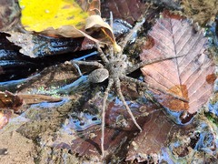 Dolomedes vittatus