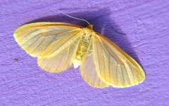 Eubaphe