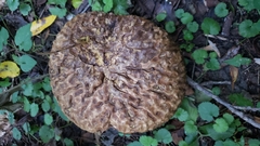 Calvatia craniiformis