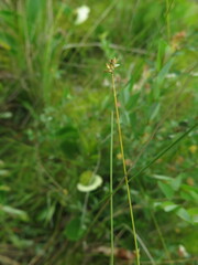 Carex tenuiflora