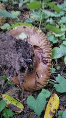Calvatia craniiformis