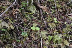 Neottia cordata