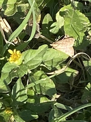 Achyra rantalis