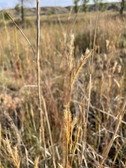 Andropogon hallii