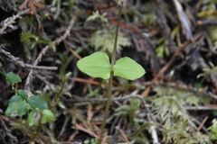 Neottia cordata