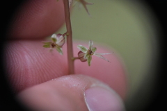 Neottia cordata