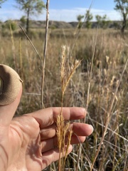 Andropogon hallii