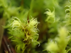 Racomitrium elongatum