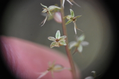 Neottia cordata