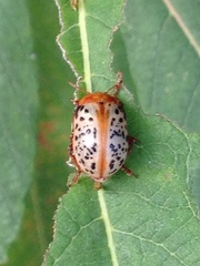 Calligrapha verrucosa