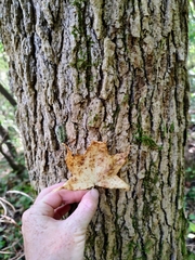 Liquidambar styraciflua