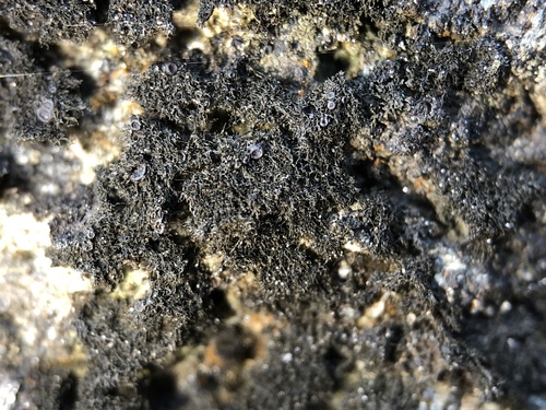 Thermutis velutina image