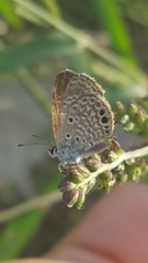 Hemiargus ceraunus astenidas