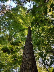Liquidambar styraciflua