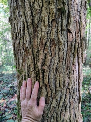 Liquidambar styraciflua