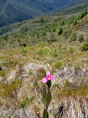 Pogonieae