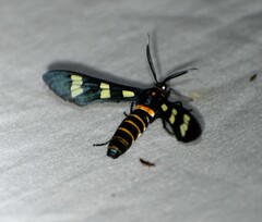 Syntomeida melanthus