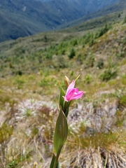 Pogonieae
