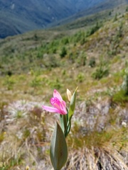 Pogonieae